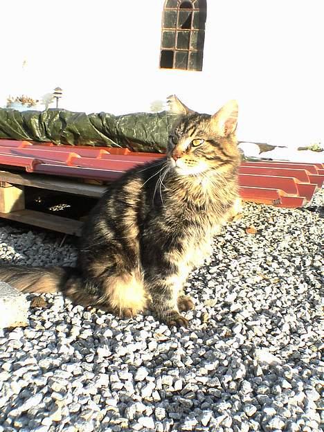 Maine Coon nemo billede 4