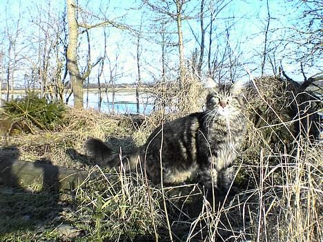 Maine Coon nemo billede 5