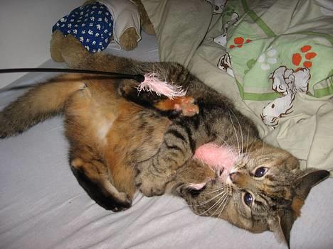 Huskat Miis (: - jeg er ikke psykopat xb ´ © Kristine Licht (mig) billede 5