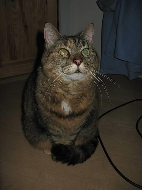 Huskat Miis (: - f*** de larmer udenfor . uhyggeligt ! (: billede 6