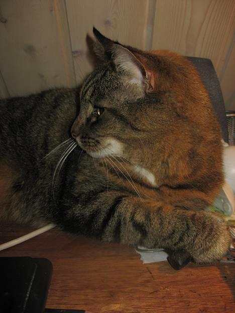 Huskat Miis (: - jaaa, mange siger jeg ligner en ædel panter (x © Kristine Licht (mig) billede 7