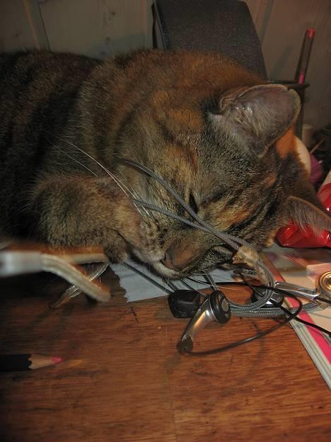 Huskat Miis (: - jeg interessere mig for elektronik (o: © Kristine Licht (mig) billede 8