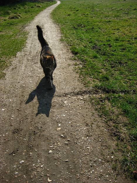 Huskat Miis (: - med mig og hunden på (frivillig) gåtur (: ´ © Kristine Licht (mig) billede 9