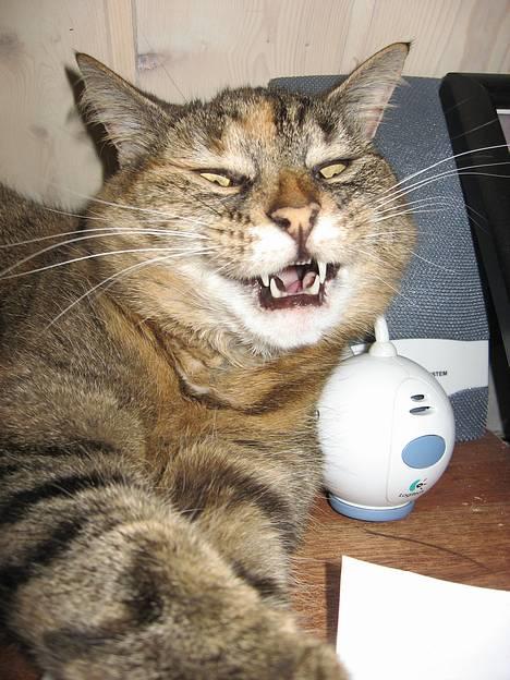 Huskat Miis (: - gggr´ jeg ER farlig :D ? © Kristine Licht (mig) billede 10