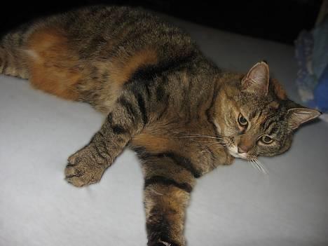 Huskat Miis (: - i sengen ;) © Kristine Licht (mig) billede 11