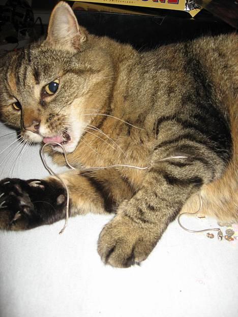 Huskat Miis (: - grrrh´ 8D © Kristine Licht (mig) billede 12