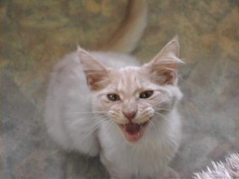 Maine Coon Bossen - Når jeg kalder sætter han det fjæs op med lyd ;-)))Han er meget snaksaglig og kælen.. ;-) billede 11