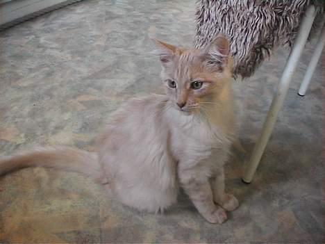 Maine Coon Bossen - Her sidder jeg såmænd bare og ser smuk ud :-)))) billede 13