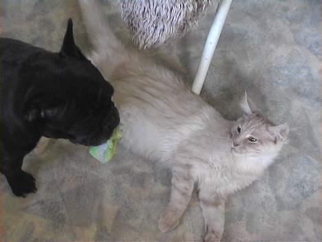 Maine Coon Bossen - Det er Emma.Hun snorker mens hun er vågen?(Tihi). Hende leger jeg ikke så meget med .Hun er jo en "ældre" dame ;-)) billede 14