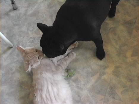 Maine Coon Bossen - ja selv goddaw Emma..;-) billede 15