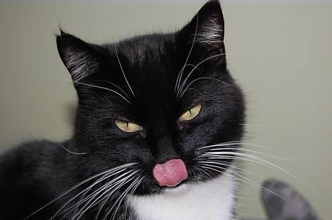 Huskat *Dronning Pepsi* (forsvundet) - *NYT* Pepper! billede 1