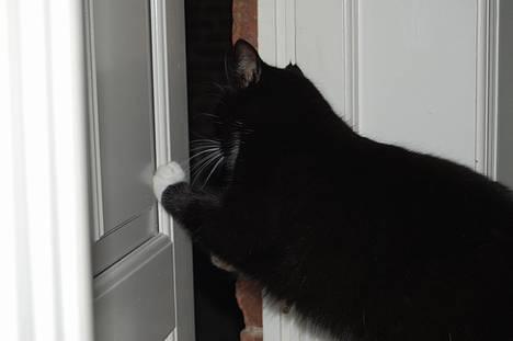 Huskat *Dronning Pepsi* (forsvundet) - *NYT* Pepsi åbner døre..! billede 2