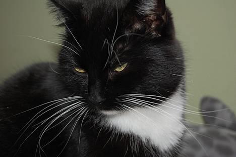 Huskat *Dronning Pepsi* (forsvundet) - *NYT* Smukke Pepsi  <3 billede 3