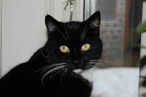 Huskat *Dronning Pepsi* (forsvundet) - *NYT* Hvor er hun smuk... billede 4