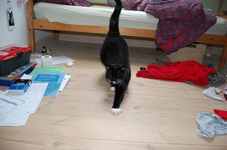 Huskat *Dronning Pepsi* (forsvundet) - *NYT* Morgen gymmastik.. <3 billede 5