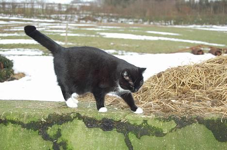 Huskat *Dronning Pepsi* (forsvundet) - *NYT*  Pepsi på gård-vandring.. billede 6
