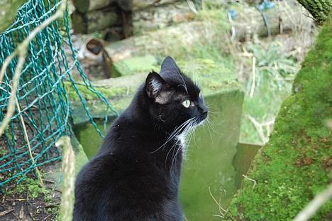 Huskat *Dronning Pepsi* (forsvundet) - *NYT* billede 7