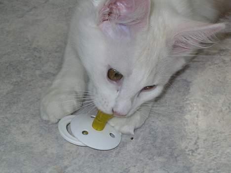 Norsk Skovkat Felix (bortløbet okt.08) - jeg eeelsker min sut billede 1