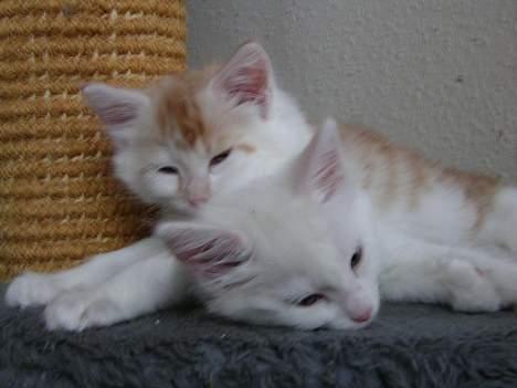 Norsk Skovkat Felix (bortløbet okt.08) - Felix med sin bror Simba billede 2