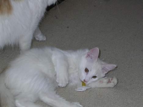 Norsk Skovkat Felix (bortløbet okt.08) - du får ikke sutten...den er MIIIN billede 3