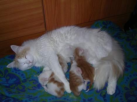 Norsk Skovkat Felix (bortløbet okt.08) - Sammen med mor snehvide billede 4