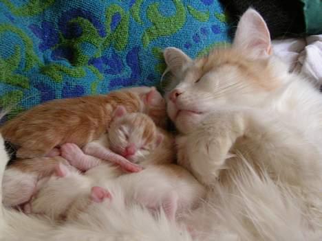 Norsk Skovkat Felix (bortløbet okt.08) - her er mor med mig og mine 3 søskende billede 5