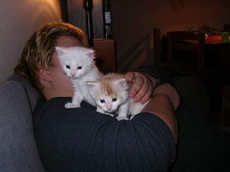 Norsk Skovkat Felix (bortløbet okt.08) - mig sammen med bror simba billede 6