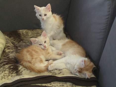 Norsk Skovkat Felix (bortløbet okt.08) - tiger, simba og duchess mine søskende billede 7