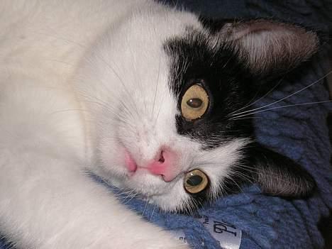 Huskat Freja - jeg nyder mit katteliv ! billede 1