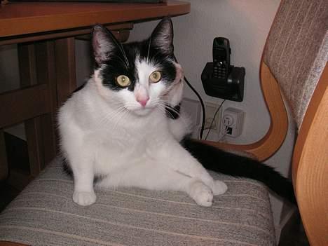 Huskat Freja billede 2