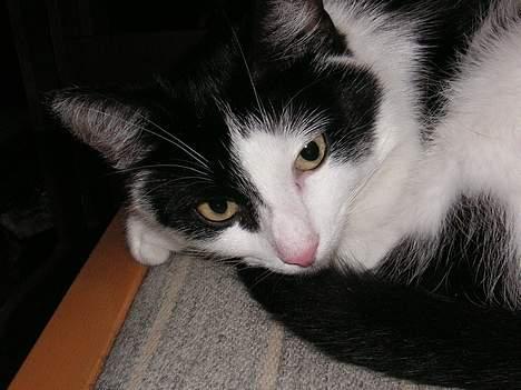 Huskat Freja billede 3