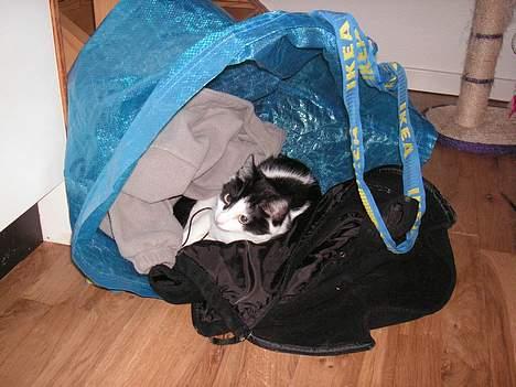 Huskat Freja billede 4