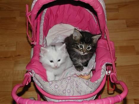 Norsk Skovkat Tigi Cat´s Herbert billede 11