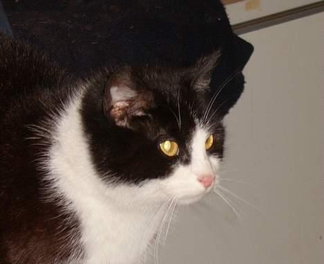 Huskat Præsten billede 13