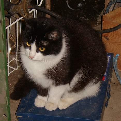 Huskat Præsten billede 14