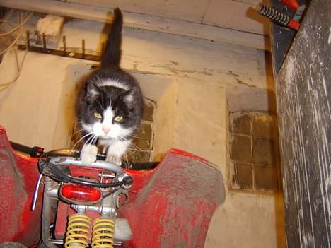 Huskat Præsten billede 15