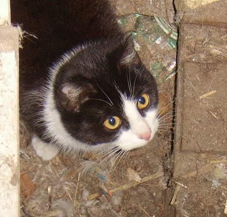 Huskat Præsten billede 16