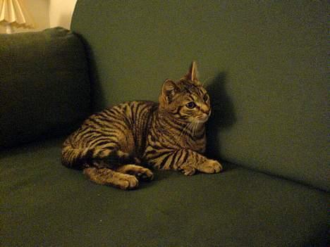 Huskat Dolph - Dolph som han så ud, da han lige var flyttet ind. billede 1