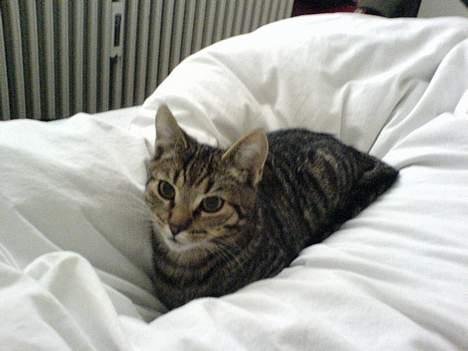 Huskat Dolph - Så putter vi lige lidt i sengen. billede 2