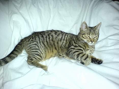 Huskat Dolph - Mmmm - en varm dyne. billede 3