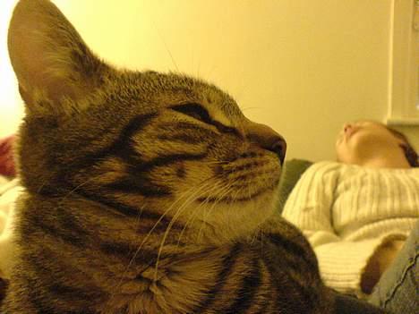 Huskat Dolph - Ja, jeg er også smuk i profil. billede 5