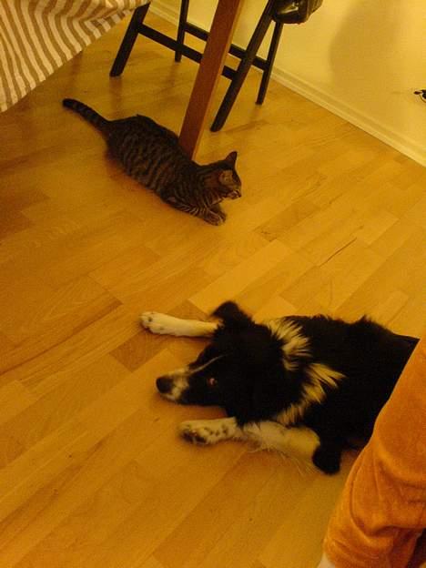 Huskat Dolph - Dolph og Lucy tager en slapper efter at have tumlet. billede 6