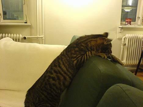 Huskat Dolph - Sofaen skal straffes - den er et svagt møbel, helt blød og hippie-agtig! billede 7