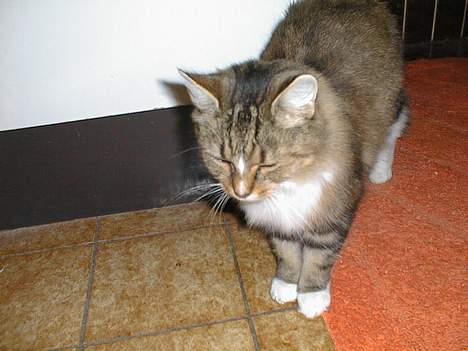 Blanding af racer Sisse *død* - Sisse ude på badeværelset billede 10