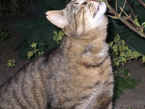 Blanding af racer Oscar *død* billede 11