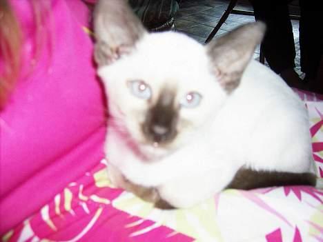 Siameser Anthon Berg - Anthon 8 uger billede 13