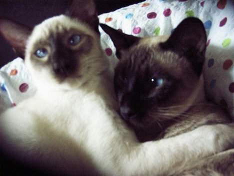 Siameser Anthon Berg - Anthon & Aramis billede 14