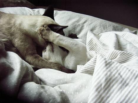 Siameser Anthon Berg - Anthon 9 uger billede 15