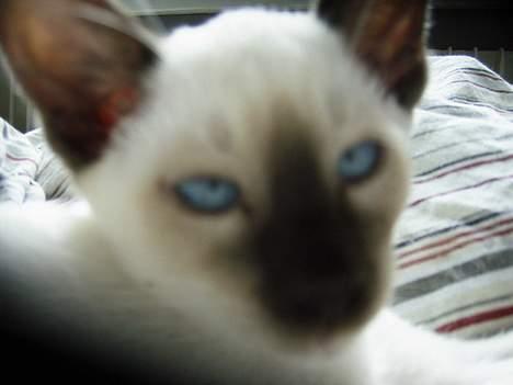 Siameser Anthon Berg - Anthon 9 uger billede 16