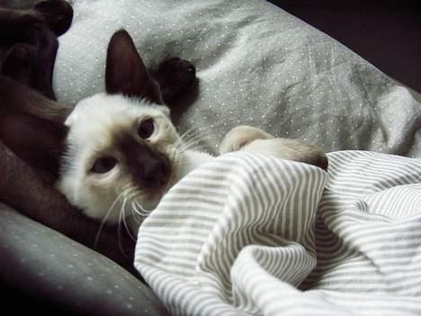 Siameser Anthon Berg - Er jeg ikke bare dejlig billede 17